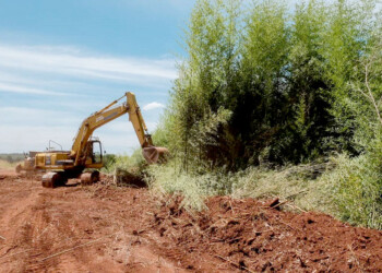 Advierten que la deforestación afecta el suelo y trae inundaciones