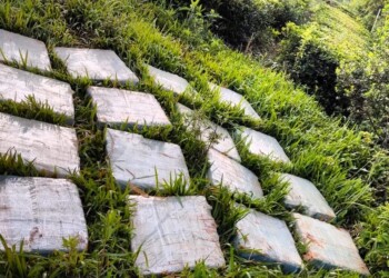 San Vicente: desarticularon acopio de drogas en plena plantación de té