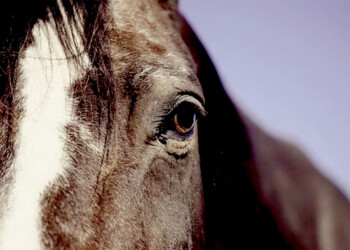 El Gobierno declaró la emergencia sanitaria en todo el país por la encefalomielitis equina