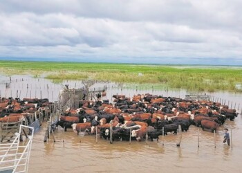 Ganadería: pautas para evitar pérdidas en zonas anegadas por las lluvias