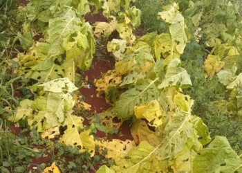 Unas 20 casas y muchas producciones fueron afectadas por el granizo en El Soberbio