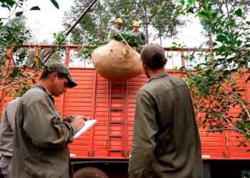 Encuadre para Comercializador y Prestador de cosecha y flete