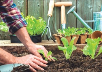 Producir en casa beneficia a la salud y al ambiente