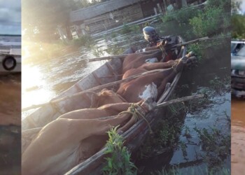 “Los isleños no se iban a ir sin tratar de rescatar a sus animales”