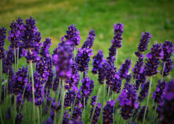 Súper sencillo: el truco definitivo para cultivar lavanda en el jardín