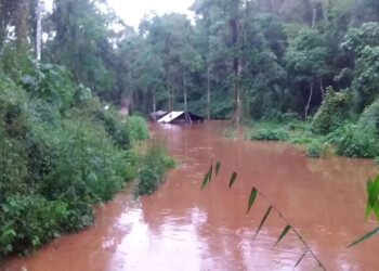 Hace dos meses no pueden extraer madera nativa por las lluvias y quedan sin rollos