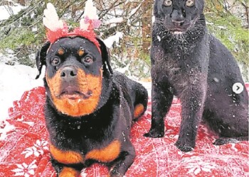 Luna, la pantera, y su amiga Rottweiler
