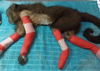 Monos terminan electrocutados por transformadores en la selva