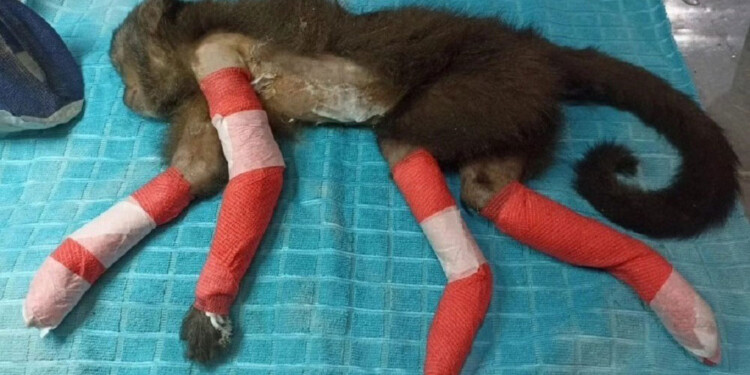 GRAVES HERIDAS. Uno de los últimos casos terminó con graves heridas, que no permitirían que vuelva a la selva.