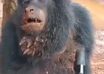 Detuvieron a un hombre por matar a un mono carayá en Misiones