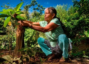 Descubriendo la riqueza de las enseñanzas ancestrales