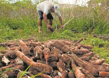 Culminó una “exitosa” zafra de mandioca en Misiones