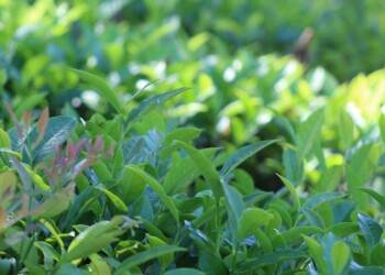 Se actualizó el precio de la hoja verde de té
