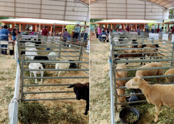 Se realizó otro exitoso remate ganadero en San Antonio