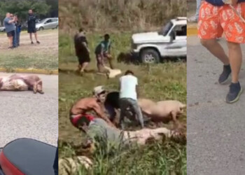 Caos en Córdoba: vecinos se robaron cerdos vivos de una camión volcado