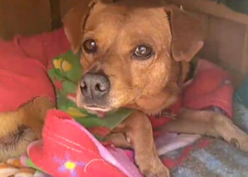 En honor a Romeo, crearán un monumento al “perro callejero”