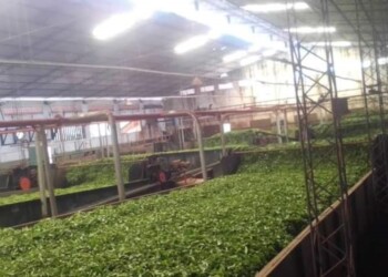 En plena zafra del té, escasez de biomasa afecta a importante cantidad de secaderos