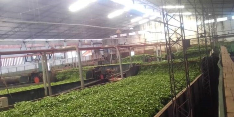 SIN CHIP, PELLETS NI LEÑA. No se pueden calentar las calderas para secar el producto y se generan complicaciones.