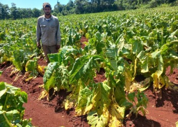 Tabaco: lo que se salvó del vendaval, lo liquidó el granizo o la inundación