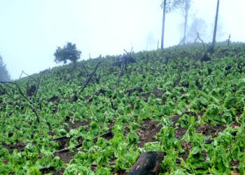 El granizo arruinó casi el 25% del tabaco misionero