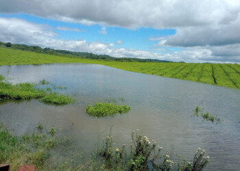 Crece el pago con cheques diferidos para el té, luego del último laudo
