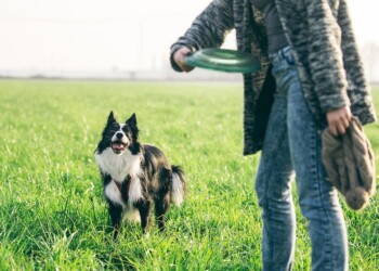 ¿Por qué jugar con tu perro?