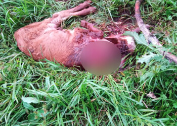 Nuevamente denuncian robo de ganado en Nueve de Julio