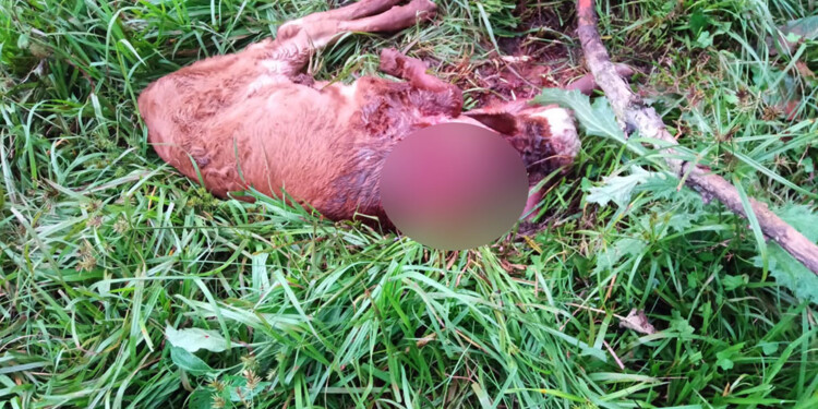 DESPERDICIO. El animal en pie valía más que la sección que se llevó el ladrón.