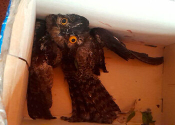 Las piedras que golpearon Posadas dejaron numerosas aves muertas y algunas heridas