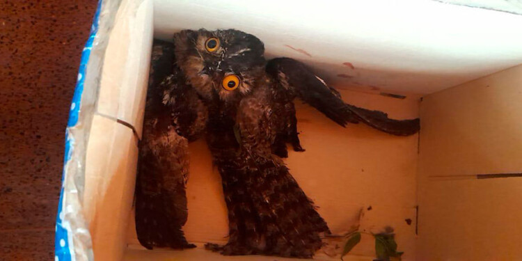 EN REHABILITACIÓN. Este urutaú es una de las aves que debió ser derivada para su atención al Parque El Puma.