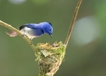Ecosanación: comportamiento psicótico y sentido de la realidad