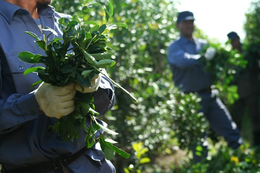 Productores denuncian ante la Justicia Federal la designación de Jonas Petterson en el INYM