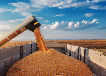 El Gobierno cerró el registro para anotar exportaciones de granos y subproductos agrícolas