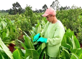 Esta semana finaliza el censo tabacalero en la provincia
