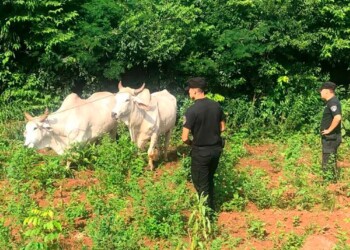 Intento de abigeato: recuperaron a una yunta de bueyes en Itacaruaré
