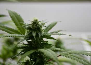 Cannabis: el INTI desarrolló un material clave para su industrialización
