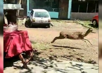 Ecología no recibió denuncia por ciervos en zona céntrica de Garupá