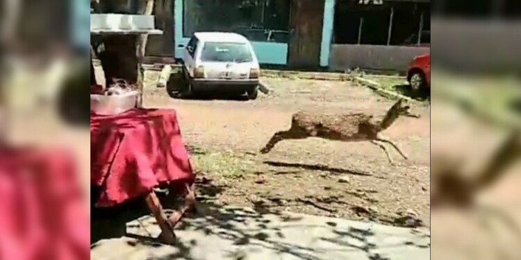 INSÓLITO. La captura de imagen del video muestra a uno de los ciervos en plena huida por las calles de ¿Garupá?