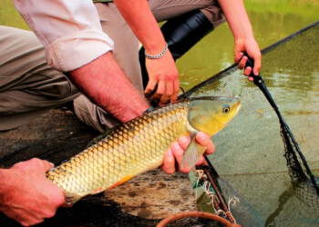 Firman convenio para seguir potenciando la piscicultura misionera