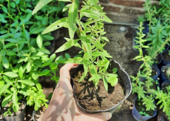 Planta de burrito: cuáles son sus principales propiedades conocidas