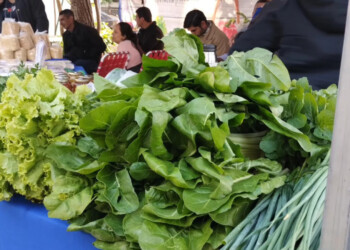 Por el fenómeno “El Niño”, podría faltar hojas y raíces en ferias de Misiones