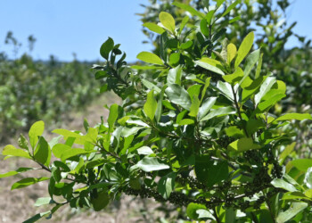 Luz verde para la yerba mate en el Semáforo de Economías Regionales