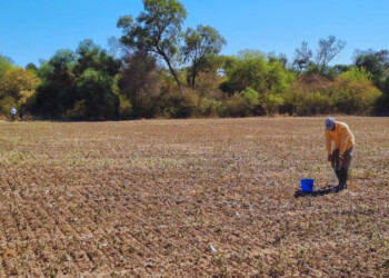 La materia orgánica del suelo del NEA se redujo entre 12% y 28%