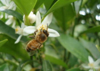 Descubren nuevas especies de abejas: su rol clave en el cultivo