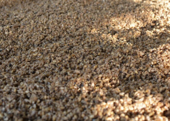 Residuo de la industria cervecera podría sumarse a la dieta de cerdos