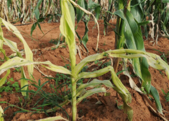 Cómo evitar el golpe de calor en las plantas durante el verano
