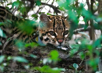 Vuelve el ocelote al Parque Iberá en Corrientes