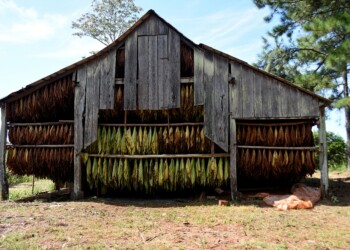 De cara a la próxima campaña, comenzó el censo tabacalero