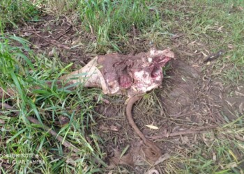 Nuevo caso de abigeato dejó importantes pérdidas económicas a productor de 9 de Julio