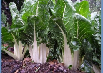 Producir acelga durante todo el año: ¿cómo sembrarla y cuidarla?